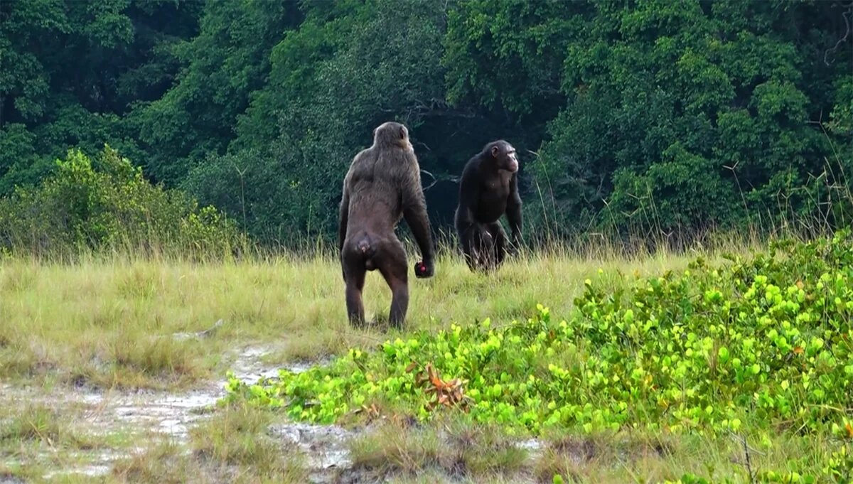 Šimpanzí lovci v Loangu. Kredit: LCP, Lara M. Southern.