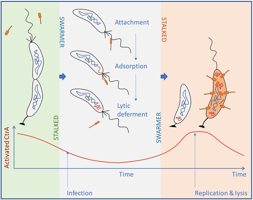 Životní cyklus fágů ( ?cbk). Fágy infikují bakterie ve stádiu, když mají bičík a pili (rojové buňky). V těch je hladina aktivovaného CtrA nízká a fágy dělají mrtvého brouka (oddalují svůj lytycký cyklus). Jakmile se ale buňka přemění na tu se stopkou