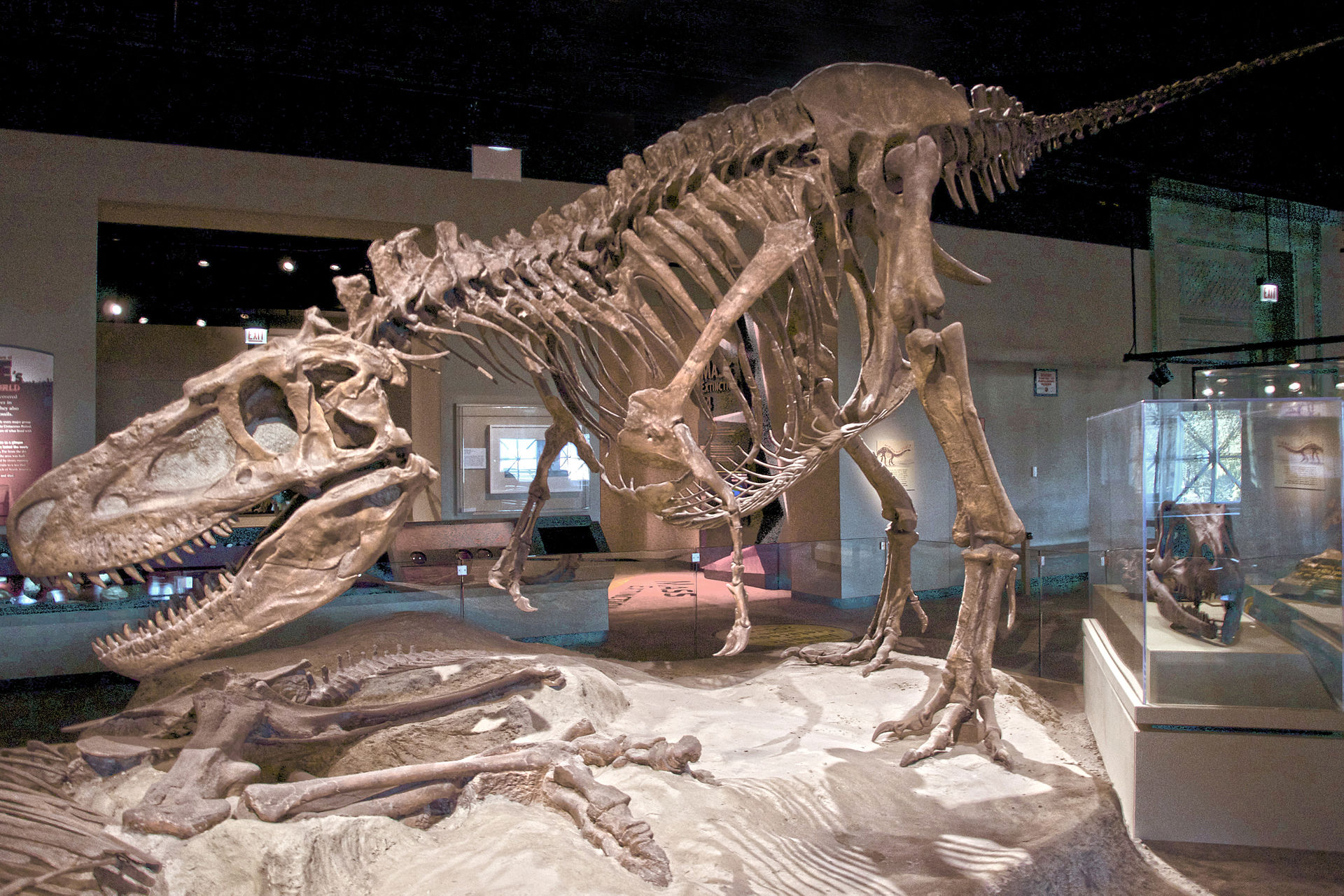 Rekonstruovaná kostra druhu Daspletosaurus torosus ze sedimentů geologického souvrství Dinosaur Park (exemplář FMNH PR308). Daspletosauři se zde vyskytovali v době před zhruba 75,6 až 75,0 milionu let a po dobu přibližně půl milionu let se zde tedy p