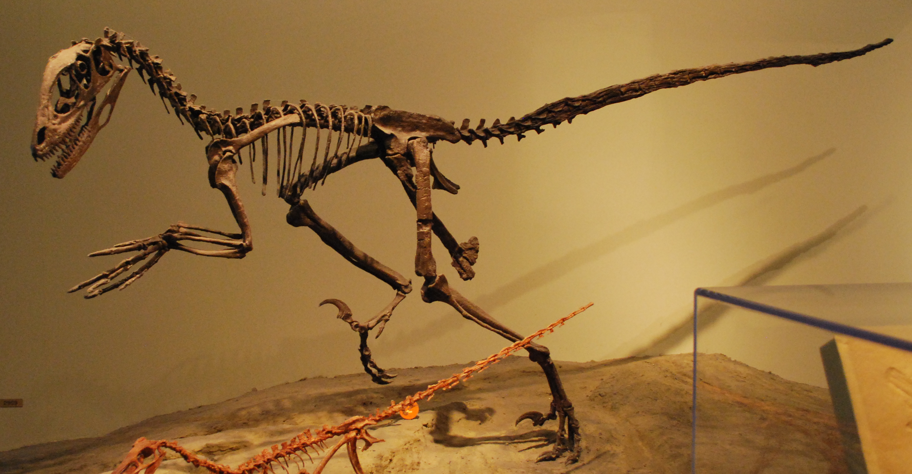 Deinonychus antirrhopus byl prvním teropodem, který již v 60. letech minulého století posloužil k velkému posunu v chápání dinosaurů – tzv. dinosauří renesanci. Tento živočich skutečně nebyl studenokrevným a pomalým plazem s nízkým stupněm metabolick