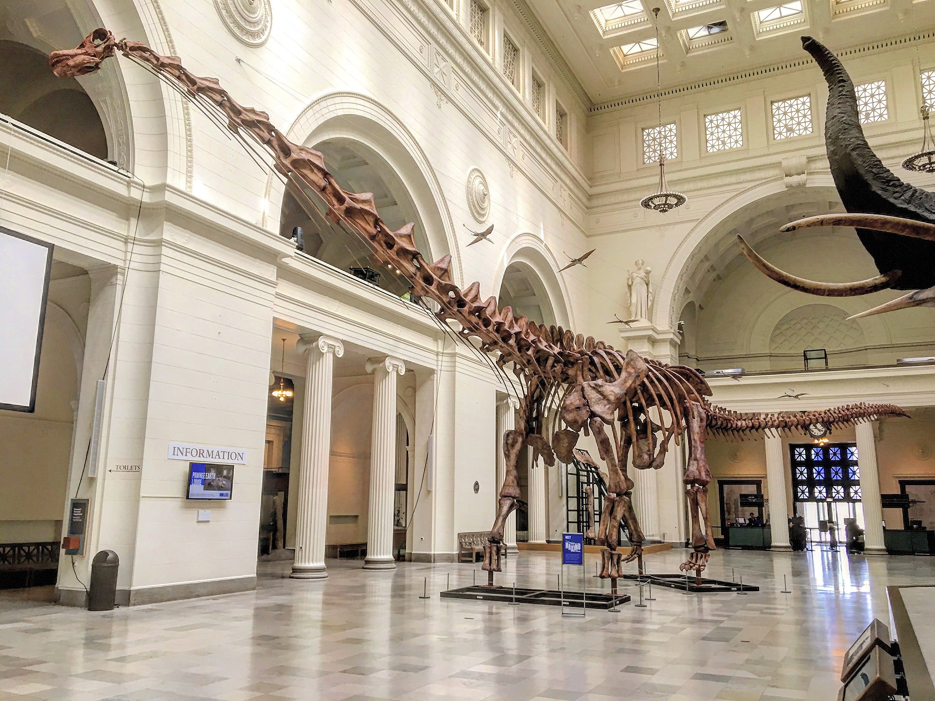 Pokud by byl záhadný bruhatkajosaurus stavěn podobně jako argentinský Patagotitan mayorum (jehož kostra je na snímku), pak by jeho hmotnost mohla dosáhnout až nerealistických 240 tun. Kredit: Zissoudisctrucker; Wikipedia (CC BY-SA 4.0)