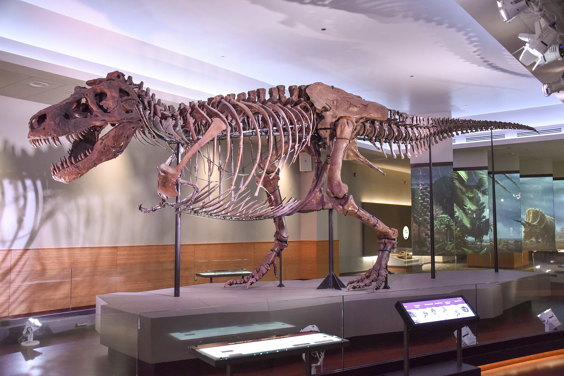Podle vědecké práce z roku 2009 mohl být i obří jedinec druhu Tyrannosaurus rex, známý jako „Sue“, zahuben infekcí způsobenou parazitickým prvokem. Nová studie ale tuto verzi nepodporuje. Kredit: Evolutionnumber9; Wikipedia (CC BY-SA 4.0)