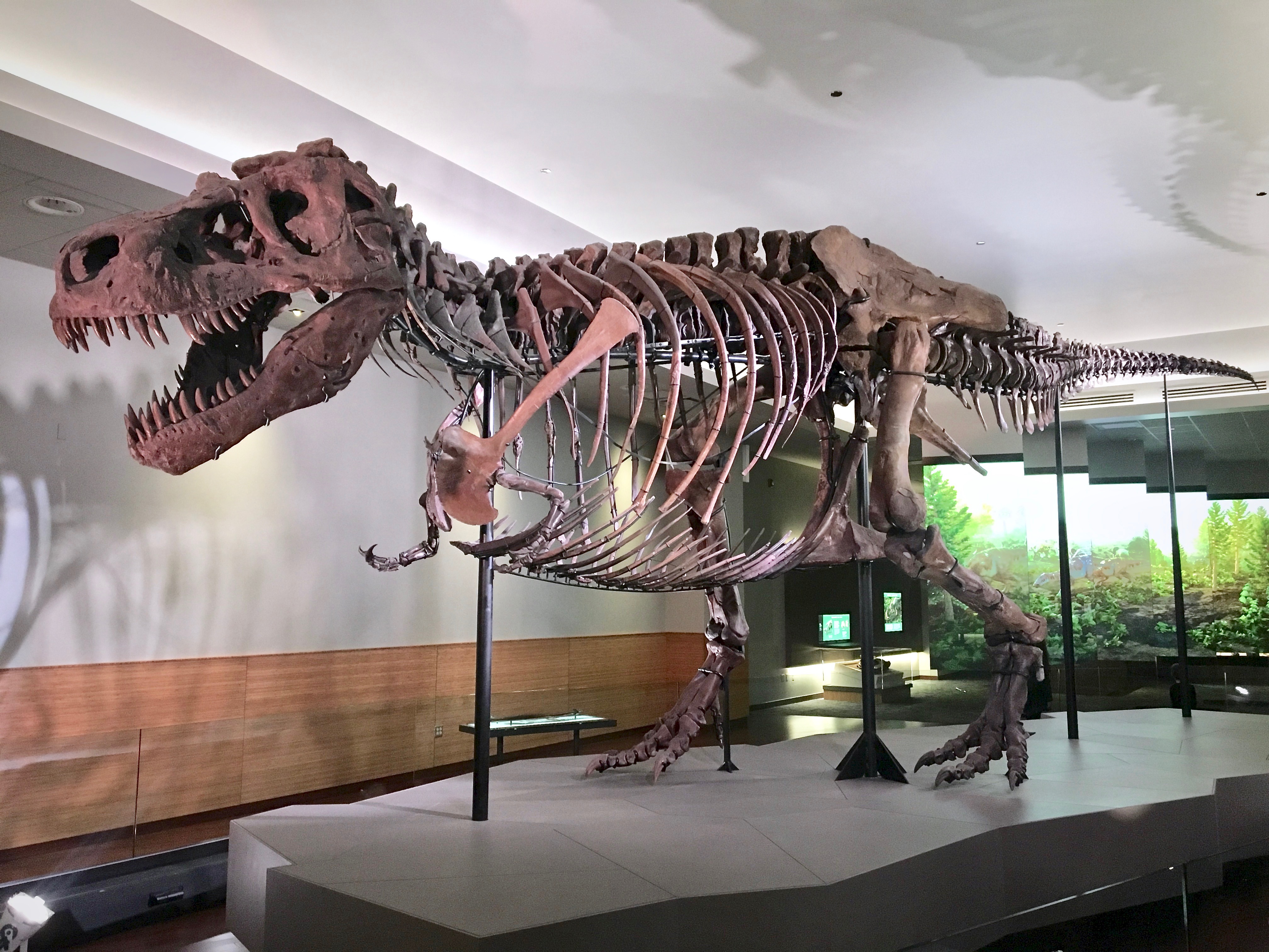 Jeden z největších známých exemplářů tyranosaura, „Sue“ z Field Museum of Natural History v Chicagu. Tento dle odhadů asi 8,4 tuny vážící jedinec, objevený v roce 1990 na území Jižní Dakoty, zahynul zhruba před 67 miliony let. Příčina smrti zůstává n