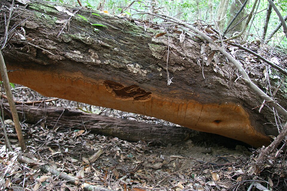 Plodnice ohňovce Phellinus ellipsoideus. Kredit: Bao-Kai Cui,Wikimedia Commons, CC BY-SA 4.0.