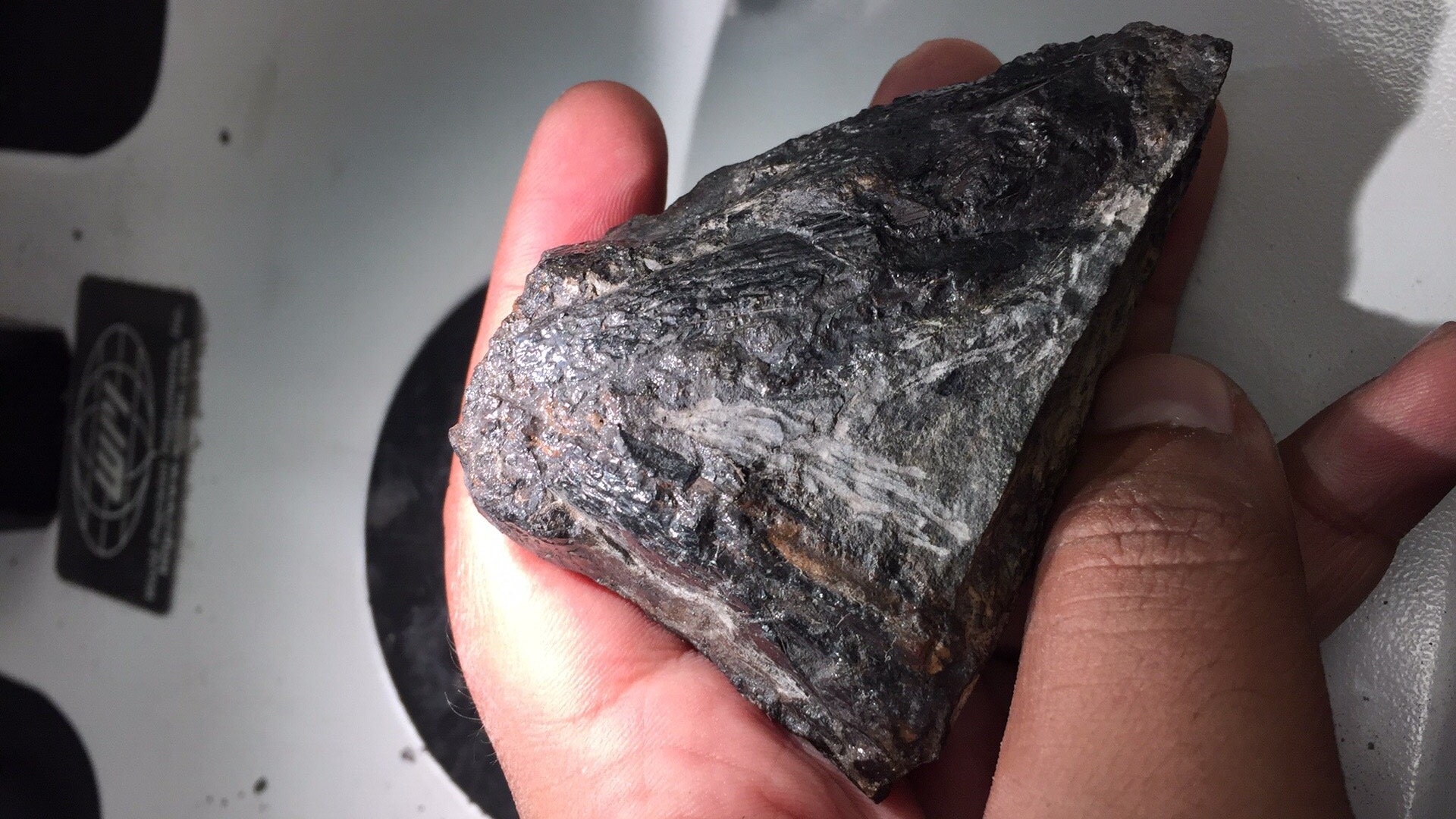 Fosilie tyrannorotera. Kredit: Arjan Mann.