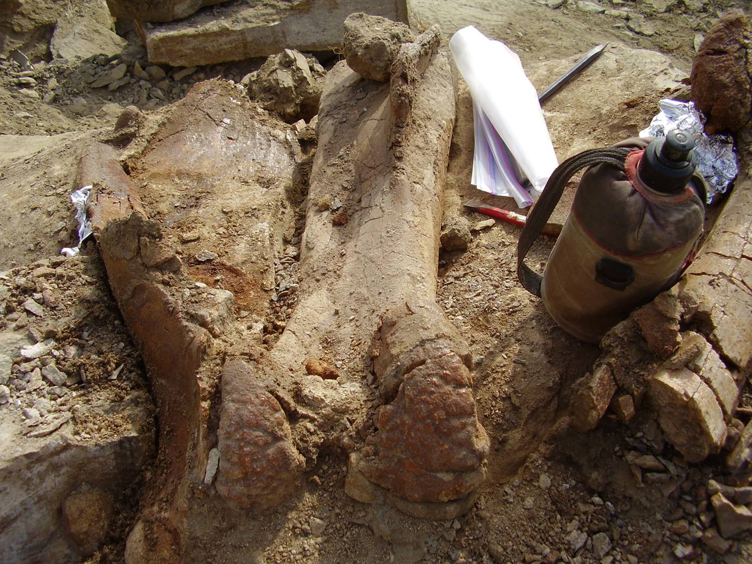 Fosilie edmontosaurů jsou známé z mnoha lokalit na území Severní Ameriky. Toto je fragment stehenní kosti mladého, subadultního jedince druhu Edmontosaurus annectens, na jehož vykopávkách se autor článku podílel v roce 2009 v rámci dobrovolnické prác