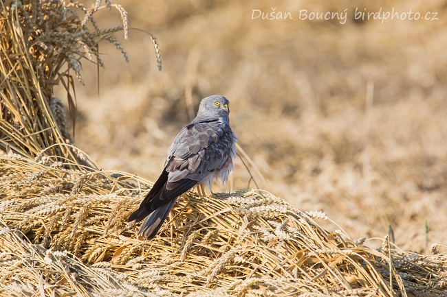 Mezi obětmi brutálního masakru dravců byli i dva silně ohrožení motáci lužní. Ilustrační foto: Dušan Boucný, Birdphoto.cz