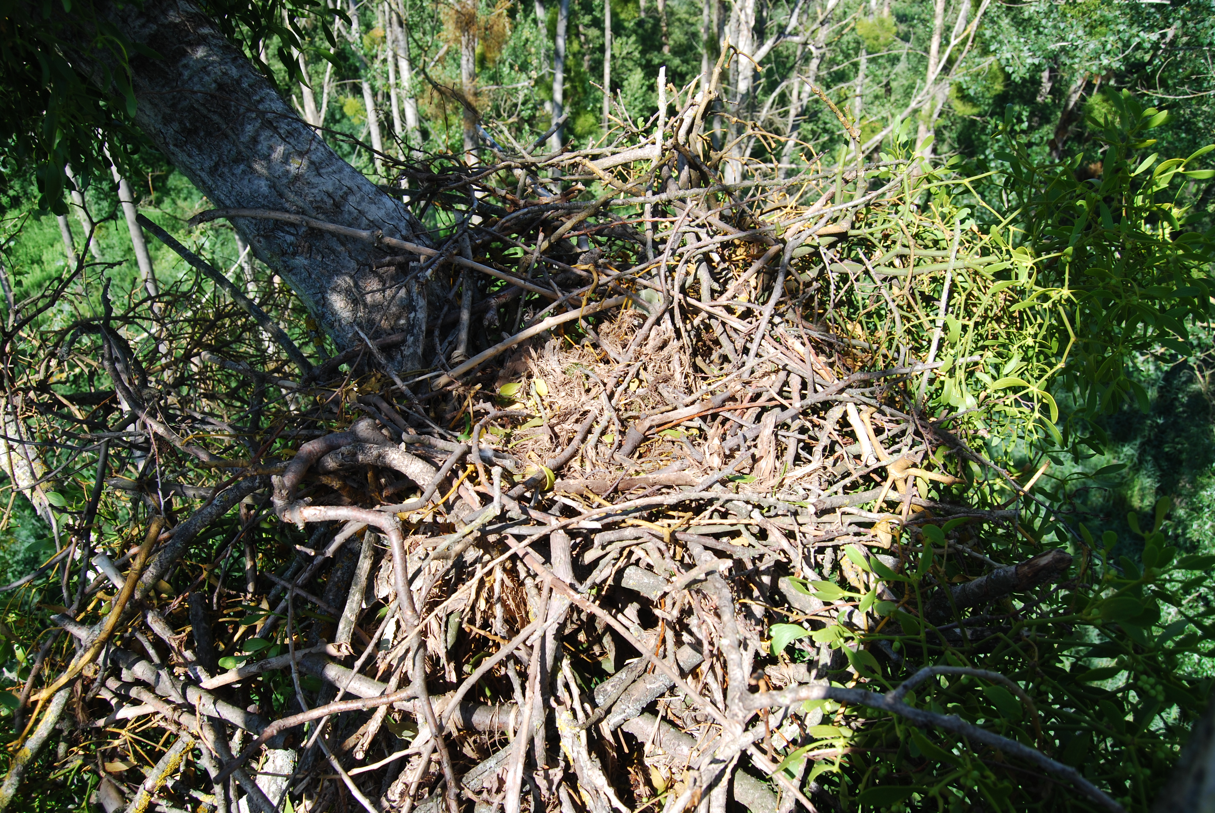 Jeden z hnízdních párů orlů královských v roce 2018 postavil hnízdo s pouhým náznakem hnízdní kotlinky, ale samice z tohoto páru vejce nesnesla. Foto: Hynek Matušík
