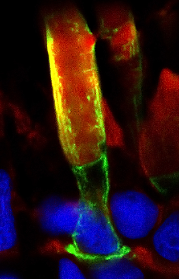Zrak závisí na přítomnosti a funkčnosti buněk majících fotoreceptory. Na obrázku je zdravá oční buňka zvaná tyčinka (červeně). Zelenou fluoreskující barvičkou je zvýrazněna plazmatická membrána. Jádra buněk jsou modrá. Kredit: Arshavsky Lab. Duke Uni
