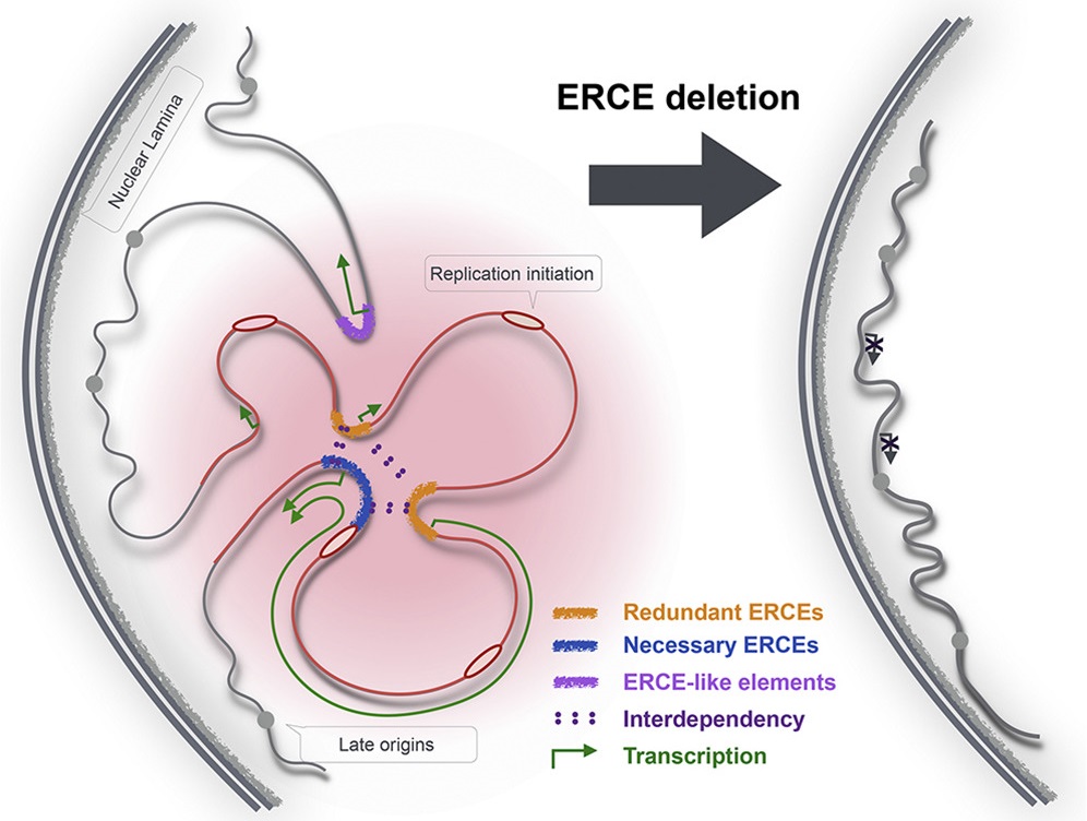 Bez elementu ERCE se replikace nekoná. Kredit: Sima, et al., Cell, 2018.