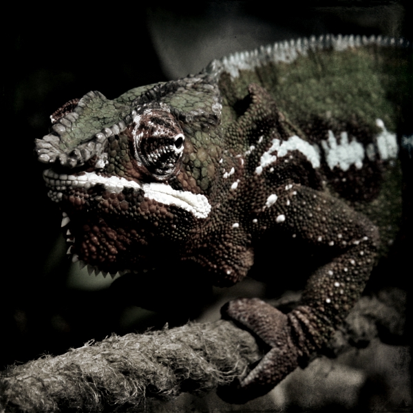 Najdeme temnĂ© chameleony? Kredit: Marc Staub / Wikimedia Commons.