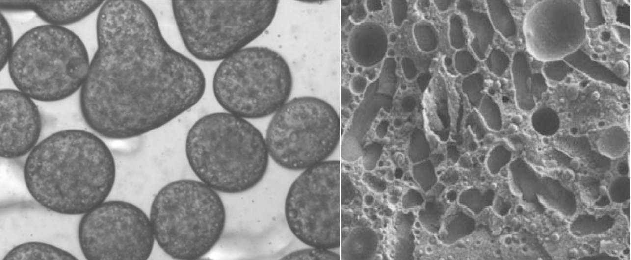 Vlevo - emulze stabilizovanĂˇ pomocĂ­ BslA, obrĂˇzek byl poĹ™Ă­zen elektronovĂ˝m mikroskopem. Vpravo je pohled svÄ›telnĂ˝m mikroskopem na sladkost stabilizovanou BslA. Kredit: University of Edinburgh.