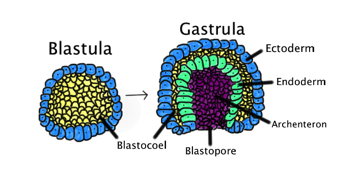 Rané embryo je dutá koule tvořená méně než stovkou buněk. Gastrula vzniká, když se blastula, složená z jedné vrstvy zvětší a  vchlípí se dovnitř. Na obrázku jsou barevně odlišeny: ektoderm (modrý); endoderm (zelená); blastocoel (žloutkový váček - žlu