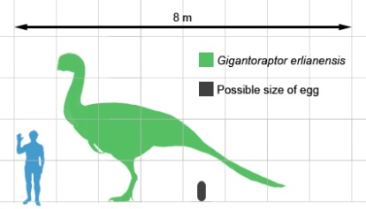 Jedním z pravděpodobných původců obřích vajíček mohl být velký druh Gigantoraptor erlianensis z pozdní křídy Číny. Tento až 2 tuny vážící opeřený teropod se zřejmě líhl z vajíčka dlouhého kolem půl metru. Zda je však původcem rekordně velkých exemplá
