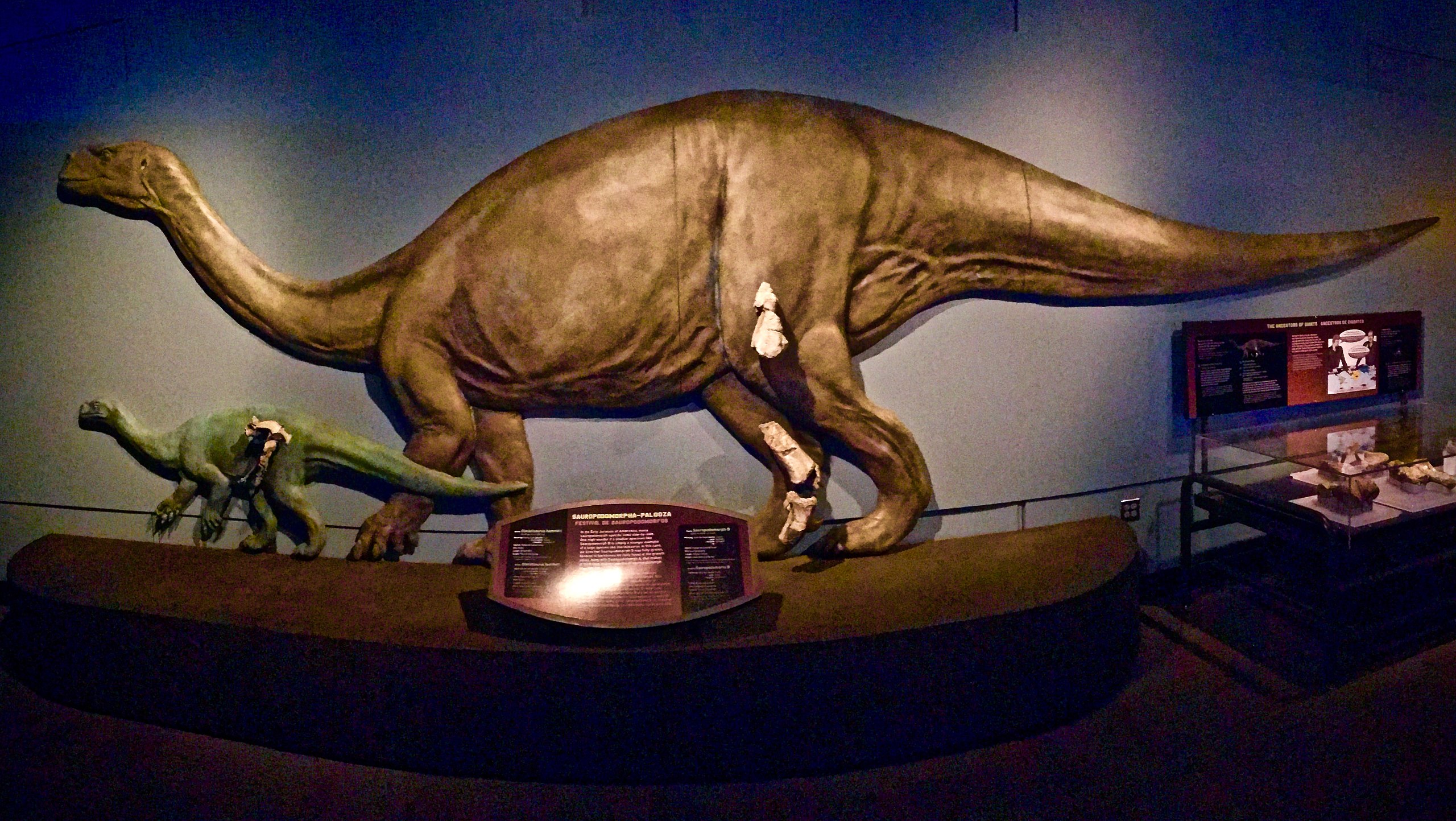 Rekonstrukce přibližného vzezření glacialisaura v expozici Field Museum of Natural History v Chicagu. Menší zelený model ukazuje dochované fosilní fragmenty dalšího, dosud nepopsaného druhu malého sauropodomorfa, objeveného ve stejném souvrství. Kred