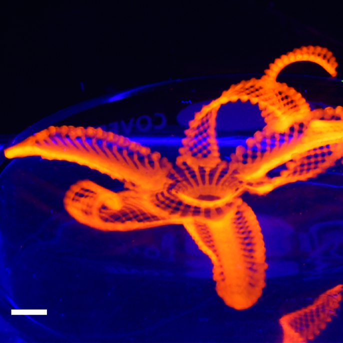 SvÄ›tĂ©lkujĂ­cĂ­ 4D biomimetickĂ˝ kvÄ›t. Kredit: Lewis Lab / Harvard University.