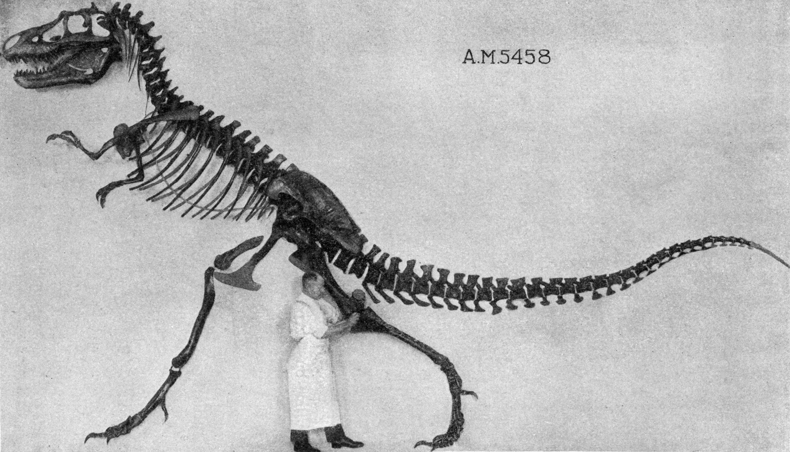 Zastaralá rekonstrukce kostry druhu Gorgosaurus libratus, v pořadí třetího vědecky popsaného zástupce čeledi Tyrannosauridae. Zde exemplář AMNH 5458 z Amerického přírodovědného muzea v New Yorku. Kredit: William Diller Matthew / Barnum Brown; Wikiped
