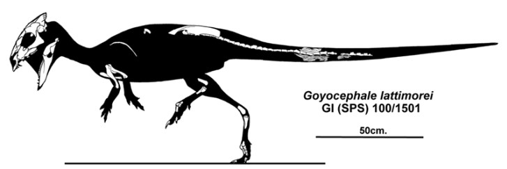Kosterní diagram, zachycující přibližný tvar těla a dochovaný kosterní materiál druhu G. lattimorei. Tohoto dinosaura formálně popsal v roce 1982 tříčlenný vědecký tým, jehož součástí byly i dvě polské paleontoložky. Kredit: Jaime A. Headden, Wikiped