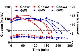 Horní část grafu (plná čára) ukazuje koncentraci glukózy v krvi. Modře jsou vyznačeny hodnoty běžců dopovaných přípravkem GW. Červeným atletům, energie potřebná pro bezproblémovou činnost mozku, se dostala na kritickou hodnotu „nárazu do zdi“ významn
