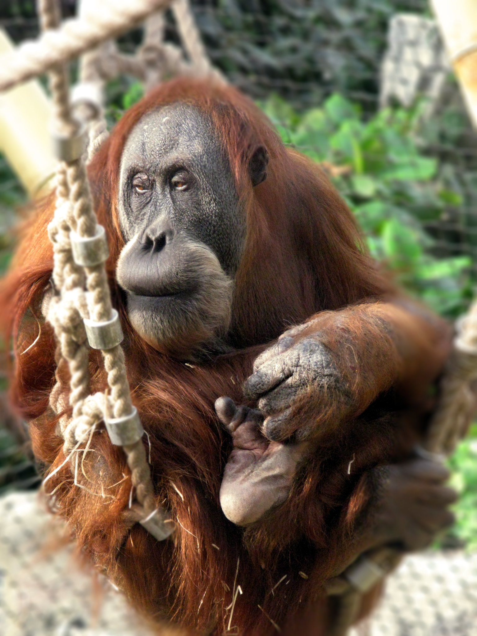 Orangutan sumaterský. Orangutan sumaterský (Pongo abelii) je jeden ze tří druhů orangutanů. Žije pouze na indonéském ostrově Sumatra. (Kredit: julubecka, Wikipedia, CC BY-SA 3.0) 