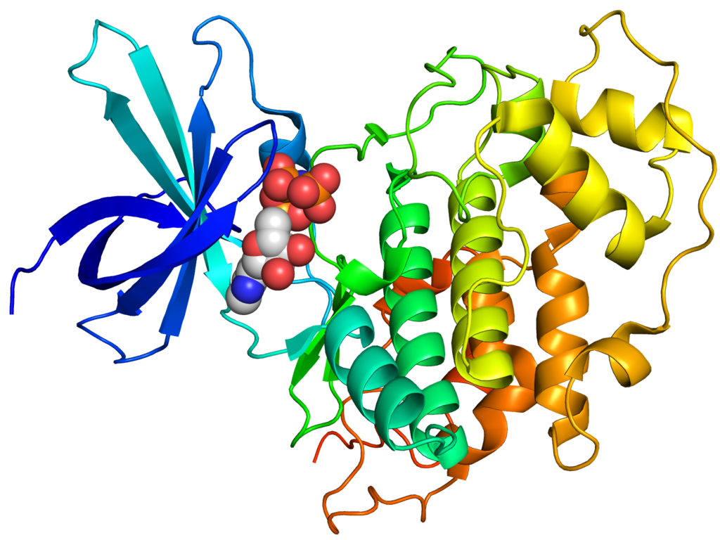 Enzym GSK-3 nemajĂ­ jen octomilky. Na obrĂˇzku je krystalografickĂˇ struktura lidskĂ©ho GSK-3Î˛Â 