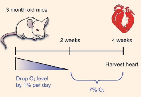 SchĂ©ma pokusu. PostupnĂ© sniĹľovĂˇnĂ­ obsahu kyslĂ­ku v prvnĂ­m tĂ˝dnu a navozenĂ­ lĂ©ÄŤebnĂ© hypoxemie. (Kredit: Yuji Nakada et al , doi: 10,1038 / nature20173)