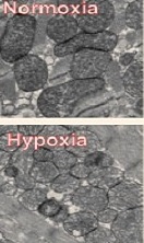 Dostatek atmosferickĂ©ho kyslĂ­ku jakoby v srdeÄŤnĂ­ch buĹ?kĂˇch blokoval bunÄ›ÄŤnĂ˝ cyklus a tĂ­m jim hatil choutky na mnoĹľenĂ­ a schopnost regenerace.  (The University of Texas Southwestern Medical Center)