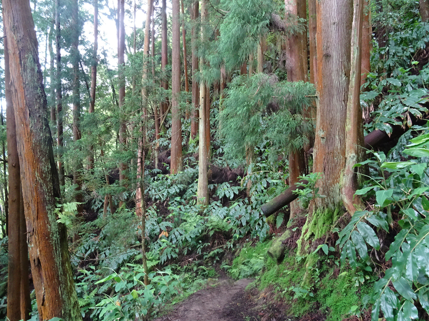 Invázne Hedychium gardnerianum v kryptomériovom lese, ostrov Sa? Miguel, Azorské ostrovy, 25.6.2022. Kredit: M. Smatana