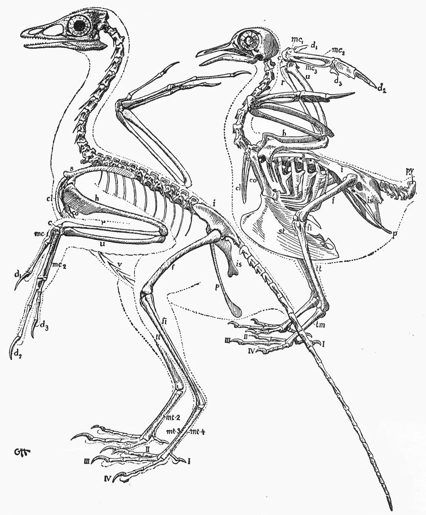 Rekonstrukce kostry archeopteryxe (vlevo) a současného holuba v knize O původu ptáků dánského výtvarníka a amatérského paleontologa Gerharda Heilmanna. Heilmann byl velmi talentovaný a pečlivý pozorovatel přírody, o vzniku ptáků ale nakonec vyslovil 