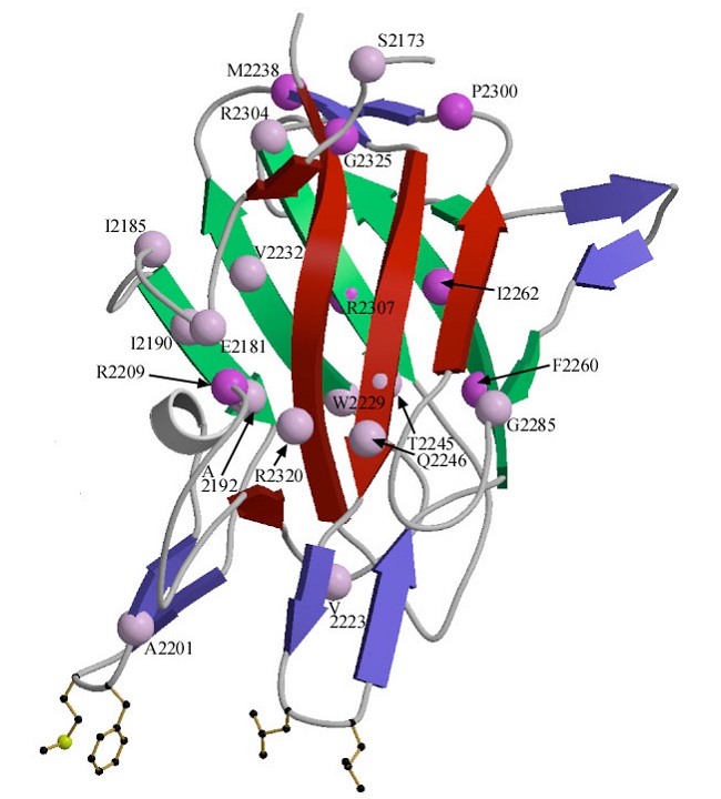 Molekula faktora zrážanlivosti VIII - antihemofilického globulínu. Kredit: Fred Hutchinson Cancer Research Center, University of Washington.