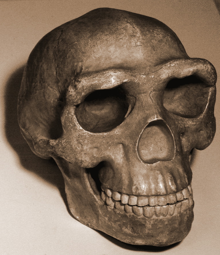 Model lebky pozdní formy Homo erectus – pekinensis  Zdroj. Wikipedia, CC BY 2.0