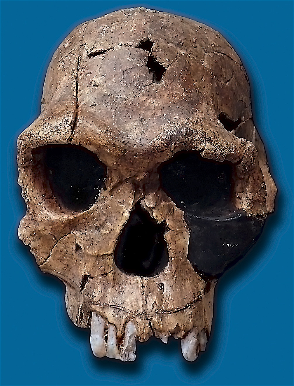 Homo habilis - replika lebky KNM–ER—1813 z naleziště Koobi Fora. Názvy nálezy dostávají podle lokality v které byly objeveny. Kredit: José-Manuel Benito Álvarez ( Locutus Borg grant), Volné dílo.