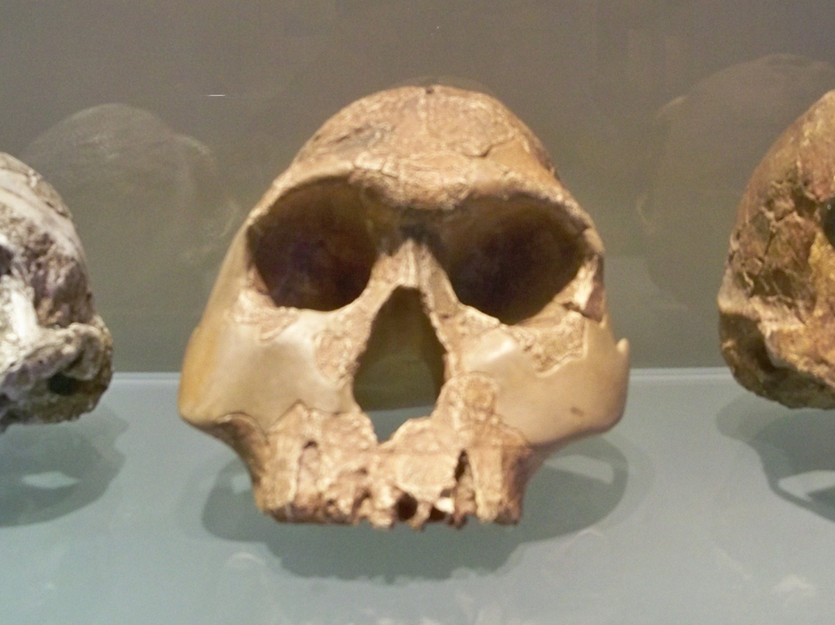 Lebka Homo habilis (člověk zručný). Na rozdíl od australopithéků dokázal Homo habilis nejen používat, ale i vyrábět primitivní nástroje - je spojován s kamennou industrií kultury oldovan.  Kredit: Véronique Pagnier, Wikimedia Commons, CC BY-SA 3.0