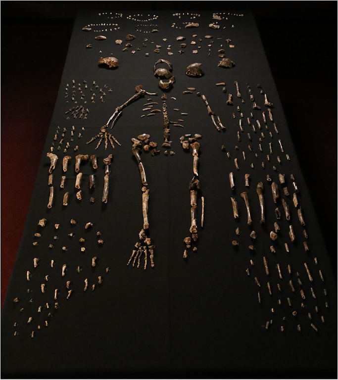 Fosilie Homo naledi. Kredit: Lee Roger Berger research team.