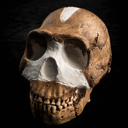 Homo naledi. Kredit: Wits University.