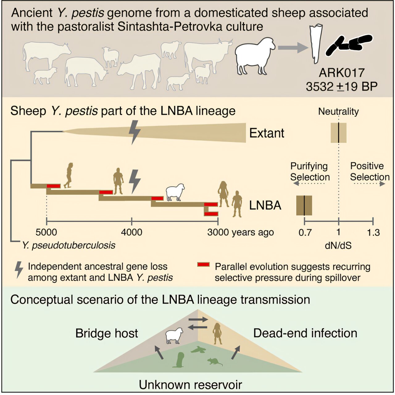 Scénář s ovcemi. Kredit: Light-Maka et al. (2025), Cell.