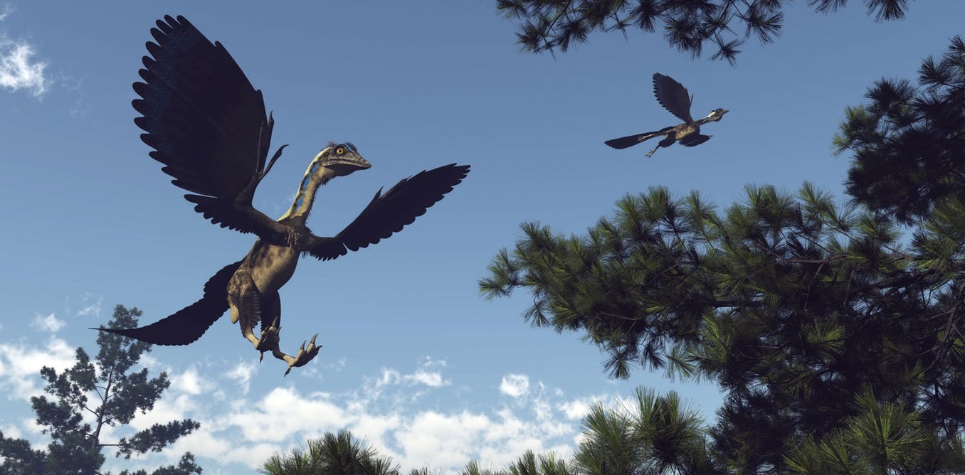 Archaeopteryx. Kredit: Shutterstock