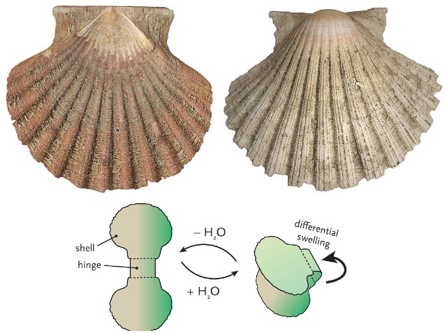 Spodní a vrchní lastura hřebenatky svatojakubské (Pecten jacobaeus) a schéma tišteného modelu. Kredit: Weitbrecht, Wikipedia CC 3.0