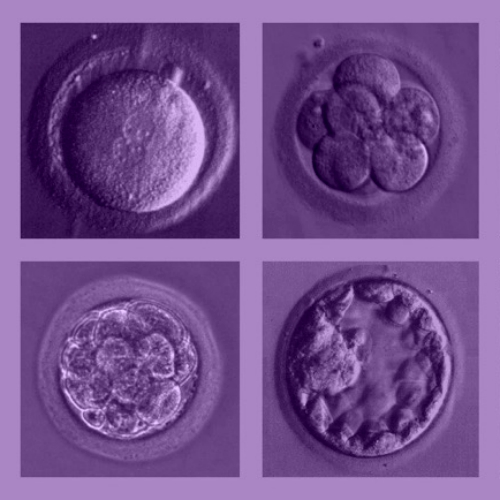 PrvnĂ­ dny lidskĂ©ho embrya. Kredit: Prasivoravong et al. (2014) AFU.