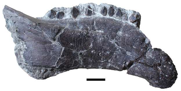 Fosilní fragment dolní čelisti hungarosaura. Jak ukázaly objevy stovek zkamenělých fragmentů kostry tohoto ptakopánvého býložravce, hungarosauři byli zřejmě značně hojnými zástupci dinosauří fauny. Ve své době mohli dokonce patřit k nejběžnějším dino