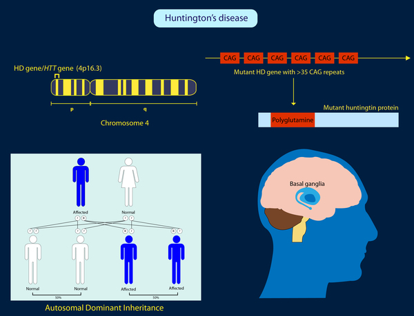 Příčinou Huntingtonovy choroby je porucha na 4. lidském chromozomu, kde se opakuje příliš mnoho tripletů CAG. Takto postižený gen se postará o tvorbu poglutaminu – proteinu huntingtin. Mitochondrie s počkozenou membránou nejsou sto, zajistit pro konc