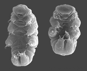 Ĺ˝elvuĹˇka Hypsibius dujardini. Kredit: Goldstein Lab.