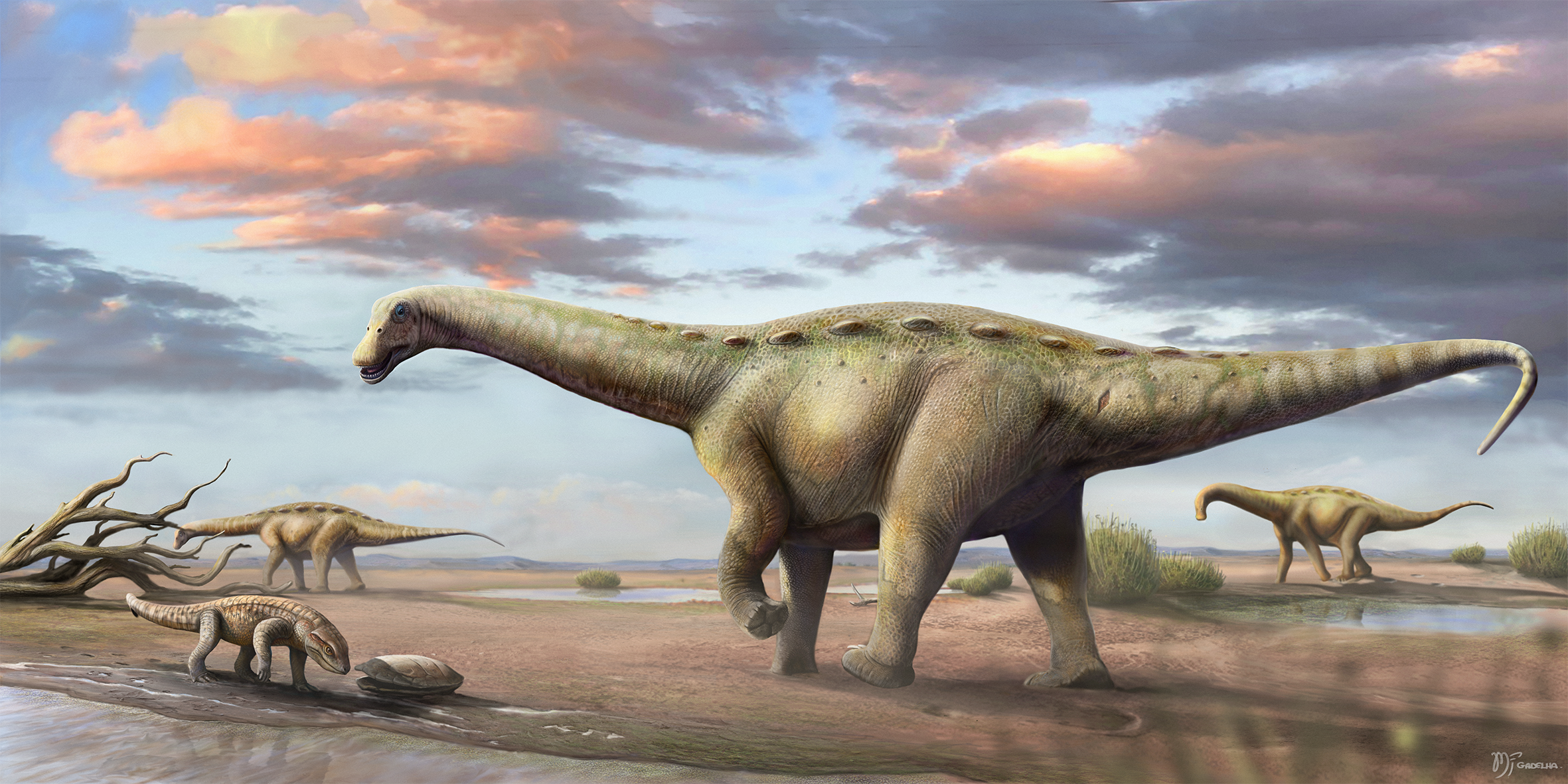 Jedním ze sauropodů, formálně popsaných v loňském roce, byl také druh Ibirania parva z Brazílie. Pozoruhodné jsou zejména rozměry tohoto saltasaurina – nikoliv ale proto, že by se jednalo o obra, jak jsme u sauropodů zvyklí. Je tomu přesně naopak – t