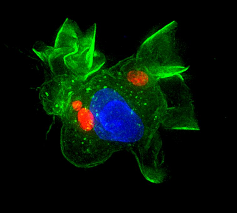 Makrofág infikovaný parazitem Toxoplasma (červeně). Povrch buňky je zbarven zeleně a jádro buňky modře (Obrázek: Antonio Barragan). Kredit: Antonio Barragan
