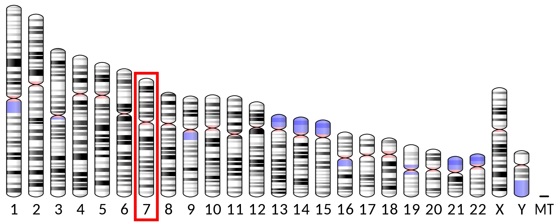 Syntézu proteinu ELMO1 řídí gen stejného jména se sídlem na 7. chromozomu. Nemocné s artritidou jeho utlumení bude léčit.