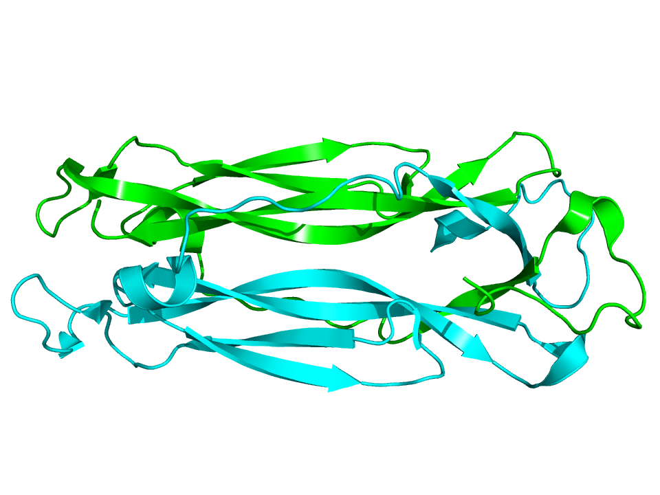 Interleukin 17 â€“ protein podporujĂ­cĂ­ zĂˇnÄ›t a prorĹŻstĂˇnĂ­ tkĂˇnÄ› hustou sĂ­tĂ­ krevnĂ­ch vlĂˇseÄŤnic. (Kredit: Wikipedia, volnĂ© dĂ­lo)