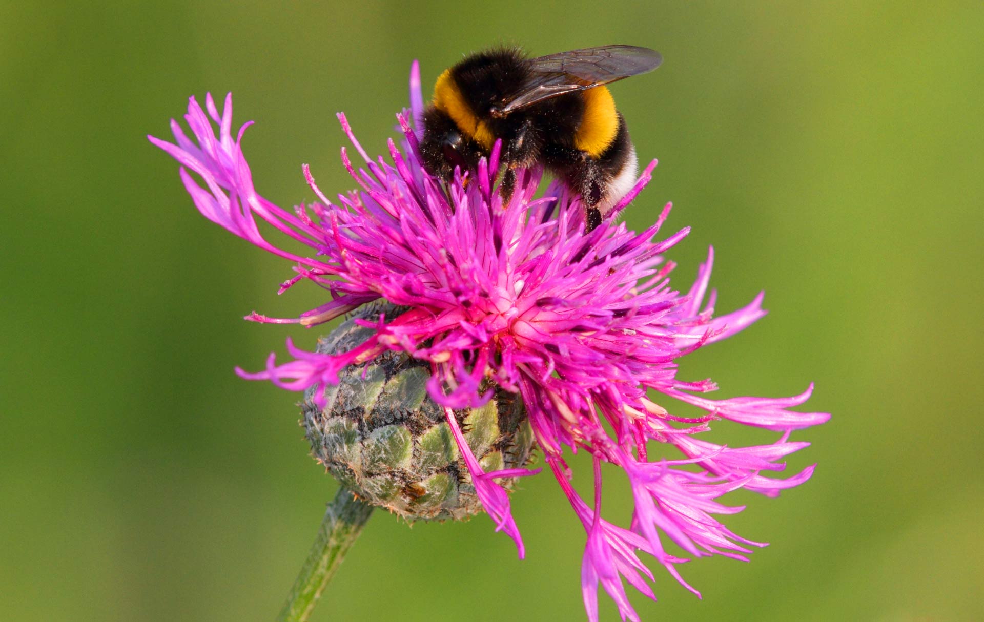 ÄŚmelĂˇk (Â Bombus terrestrisÂ ).Â Kredit: Spacebirdy / CC-BY-SA-3.0.