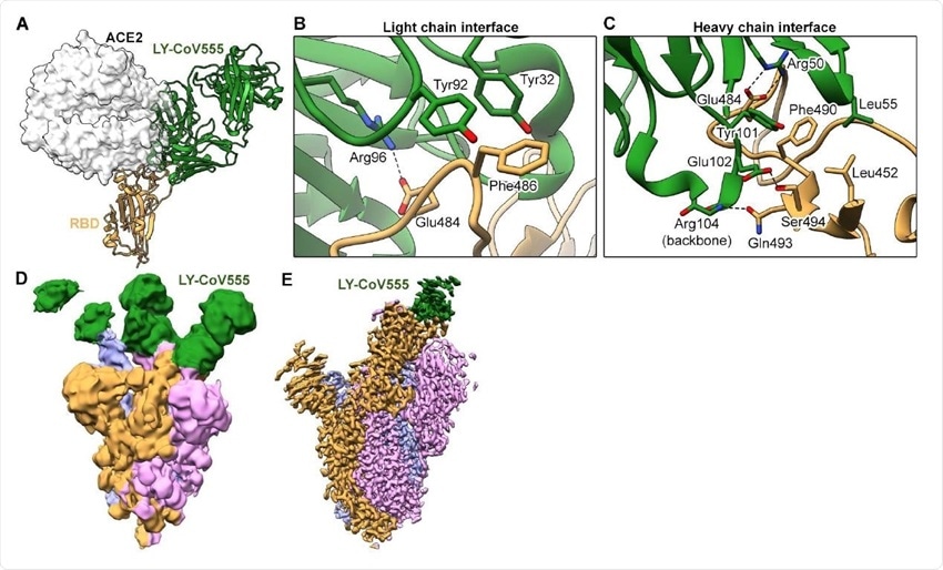 Učinok LY-CoV555 - naviaže sa na spike protein koronavírusu  a znemožní naviazanie vírusu na ACE2 receptor.