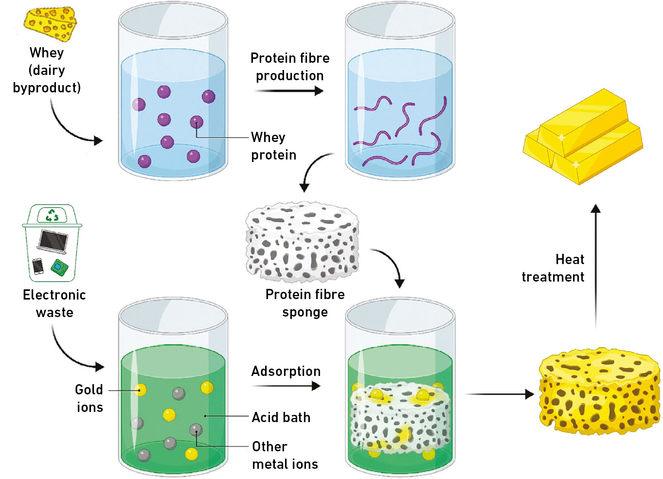 Těžba zlata syrovátkou. Kredit: Peydayesh et al. (2024), Advanced Materials.