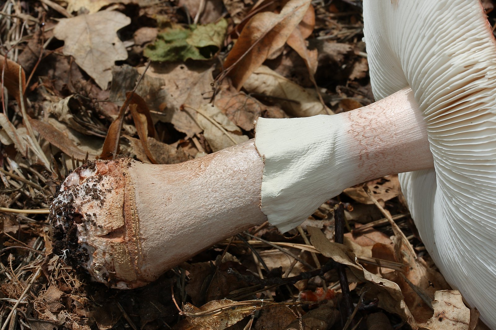 Dospělá plodnice muchomůrky růžovky (Amanita rubescens) 
- rýhovaný prsten, visící jako sukénka od vrcholu třeně - jde o zbytek obalu v mládí zakrývajícího lupeny (velum partiale), rýhování vzniká jako obtisk lupenů
- hlízovitě ztluštělá báze třeně